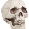 GENERIC Skull Jawbone With Movable Jaw Accessory